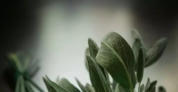 avec-des-ingredients-de-plantes avec-des-ingredients-de-plantes